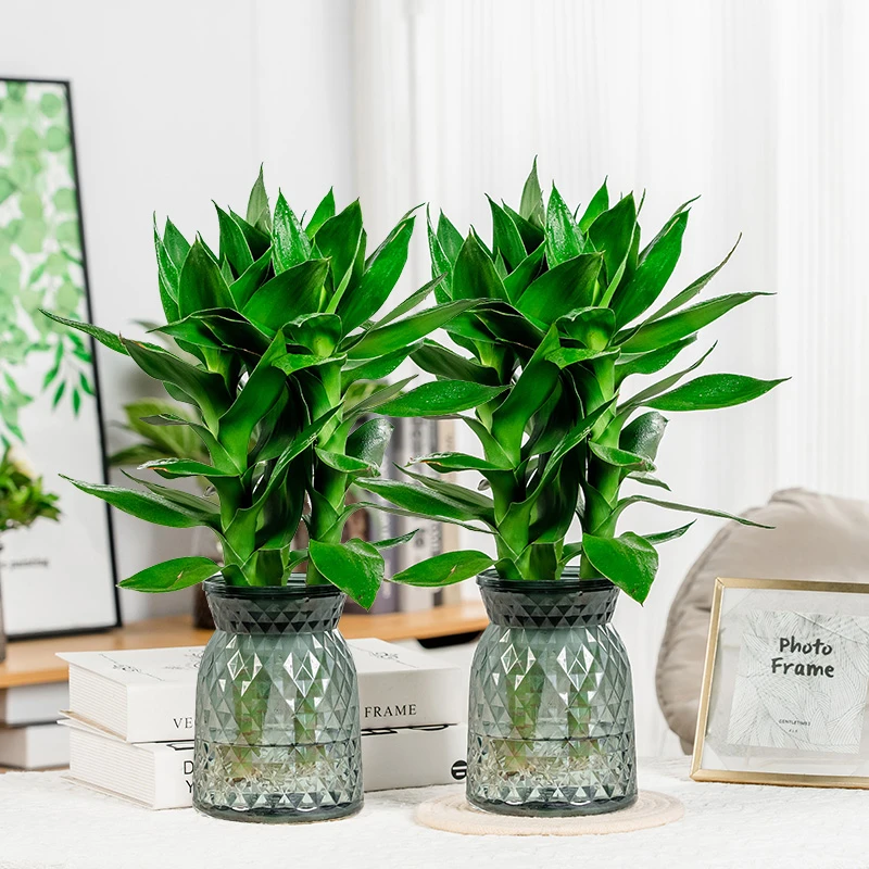 【拍一发二】水培富贵竹观音竹办公室轻奢树脂盆水培植物简单好养