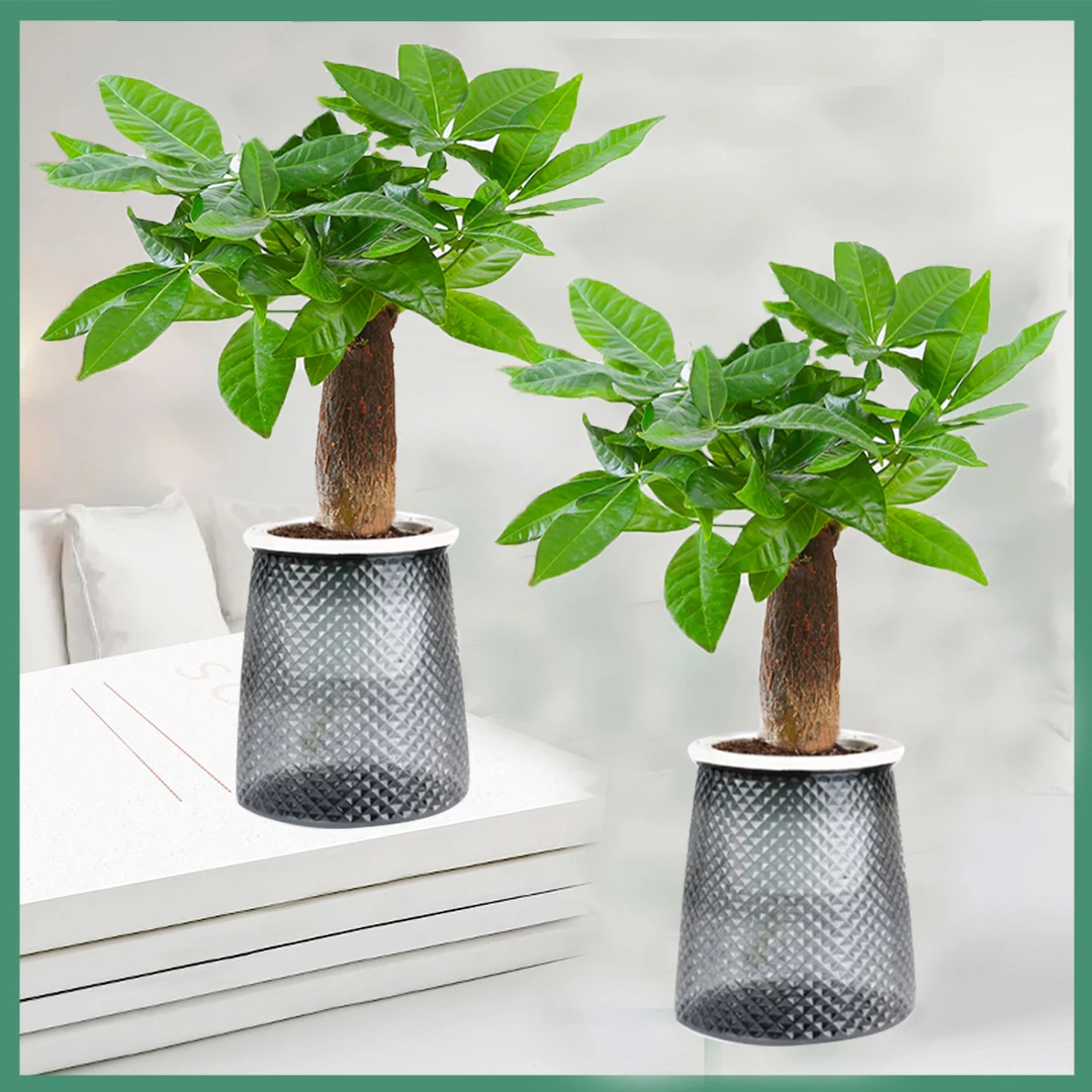 【拍一发二】发财树盆栽室内耐旱绿植前台办公桌客厅好养四季常青