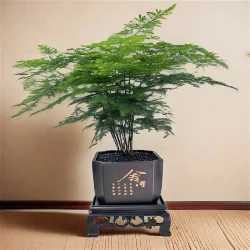 新款舍得盆文竹盆栽植物室内净化空气桌面绿色盆栽简单好养