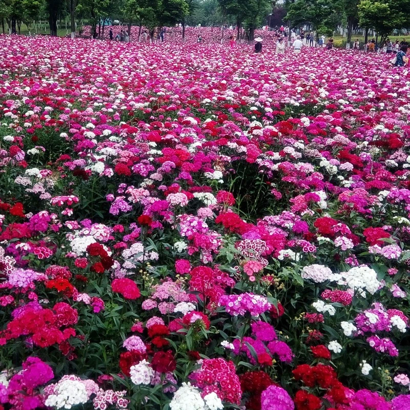 五彩石竹花种籽欧石竹初吻花种四季耐寒盆栽草坪美国常夏石竹种子