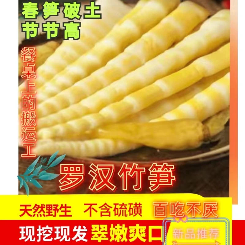 云南昭通原产地新鲜罗汉笋6斤现采现发清脆爽口营养丰富