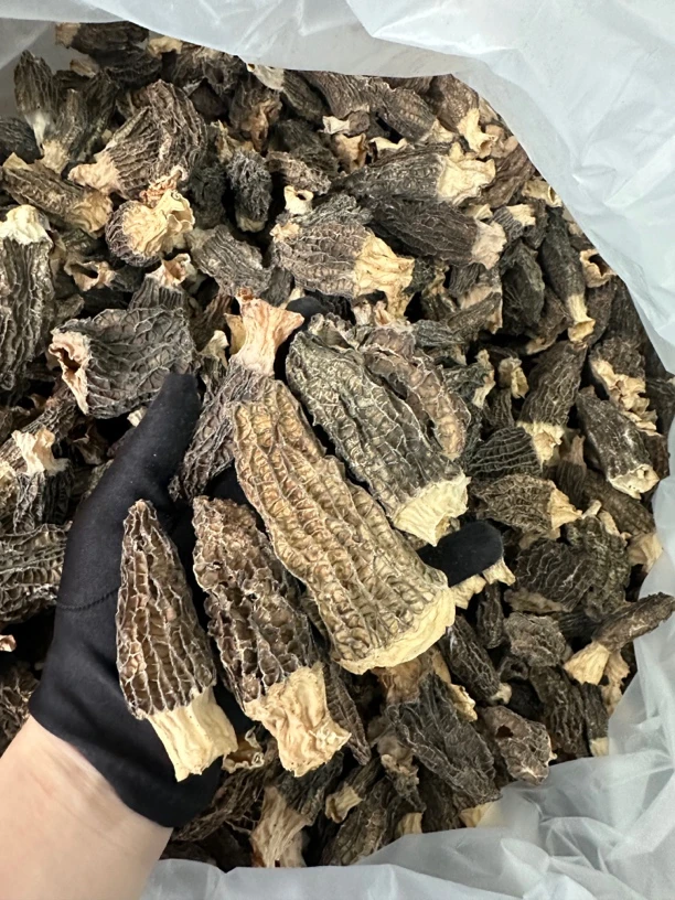 （特价）羊肚菌500克