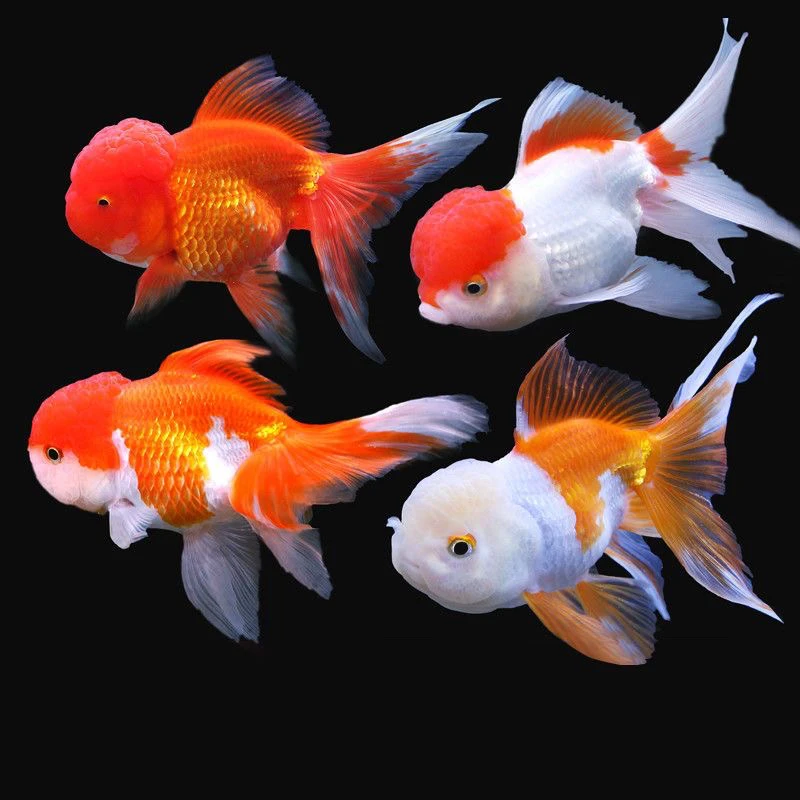 泰狮观赏金鱼开箱包活无开箱视频不售后具体尺寸条数以直播间为准