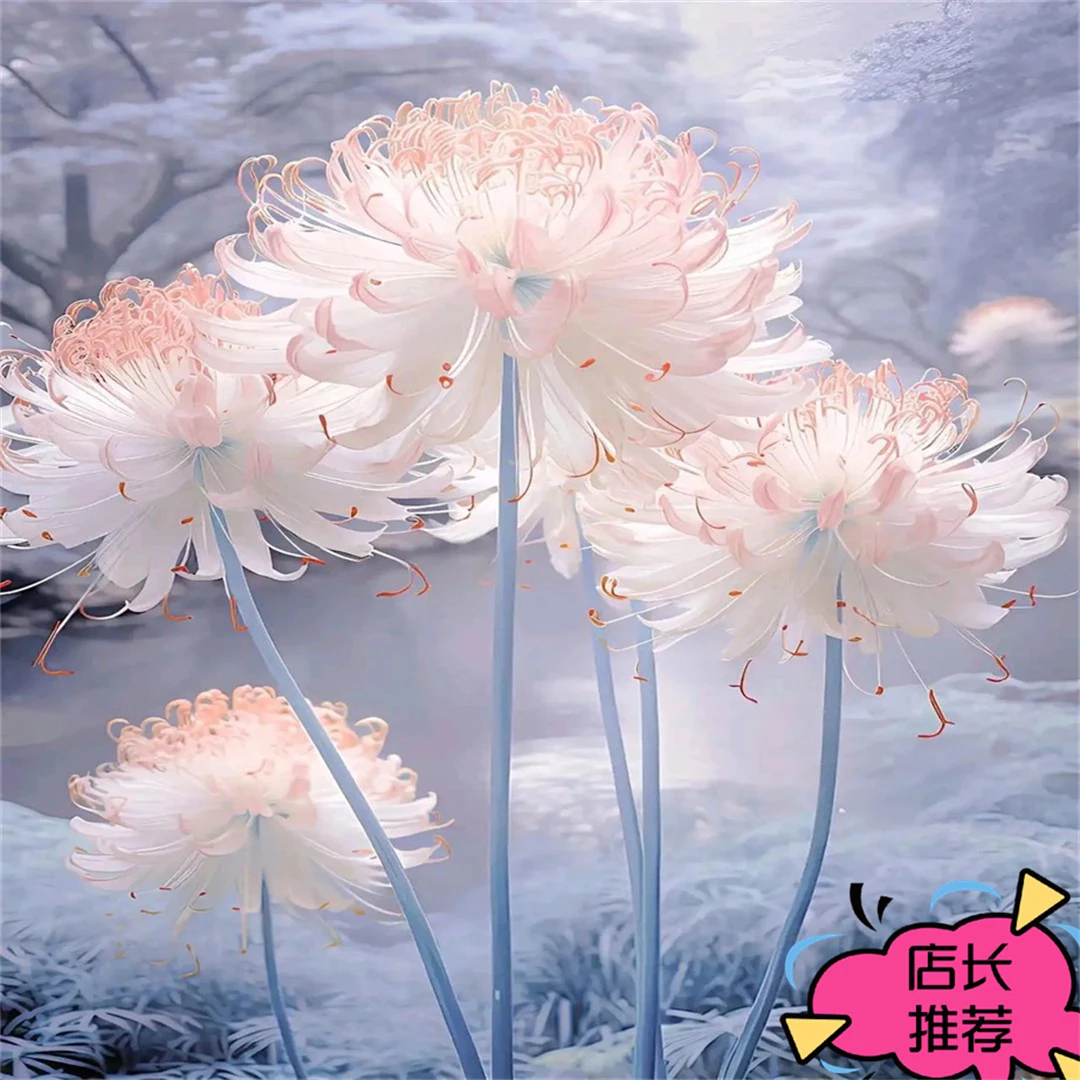 石蒜多年生球根彼岸花种球花种苗水土培浓香四季曼珠沙华耐寒耐热