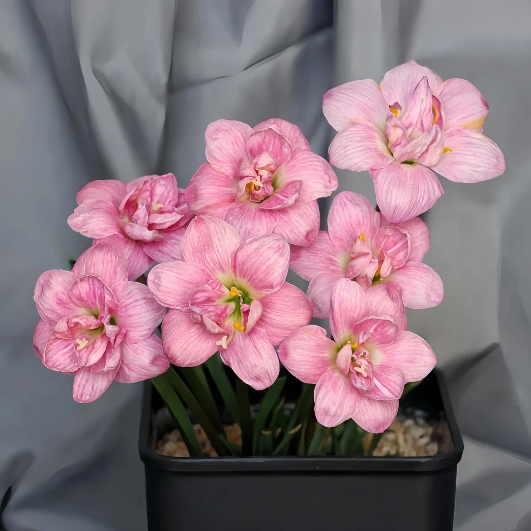 风雨兰种球重瓣【特价】春夏播种种植花开阳台盆栽耐热耐寒四季开