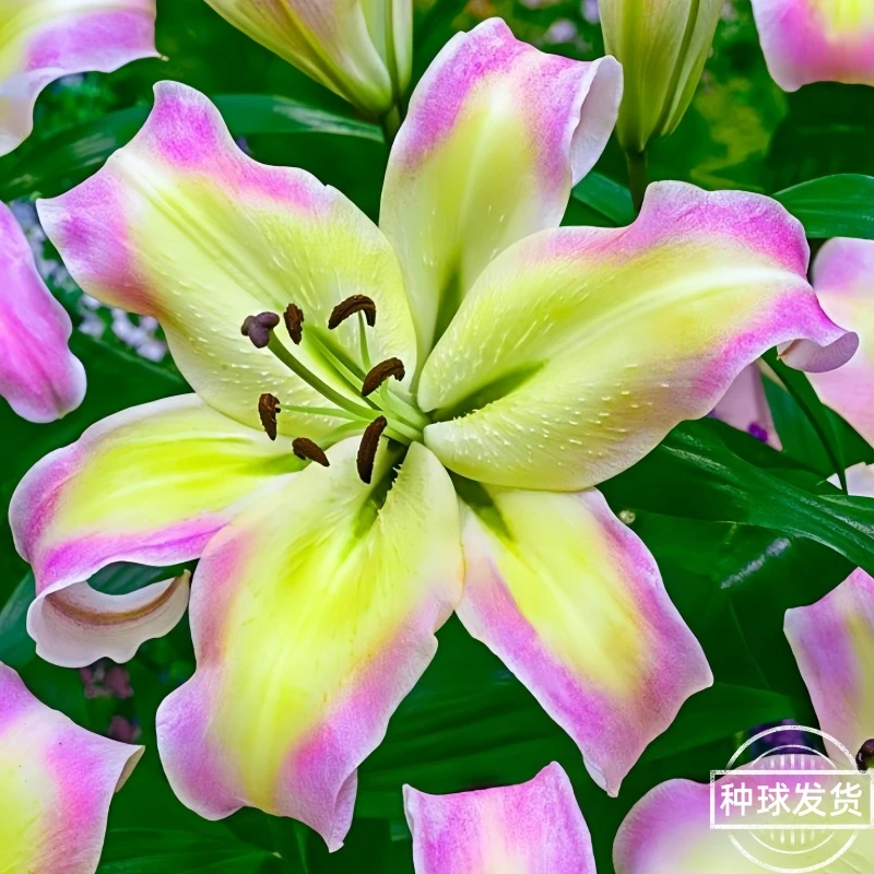 花卉多头室内外四季耐寒种植进口浇水紫红色盆栽香水百合花种球