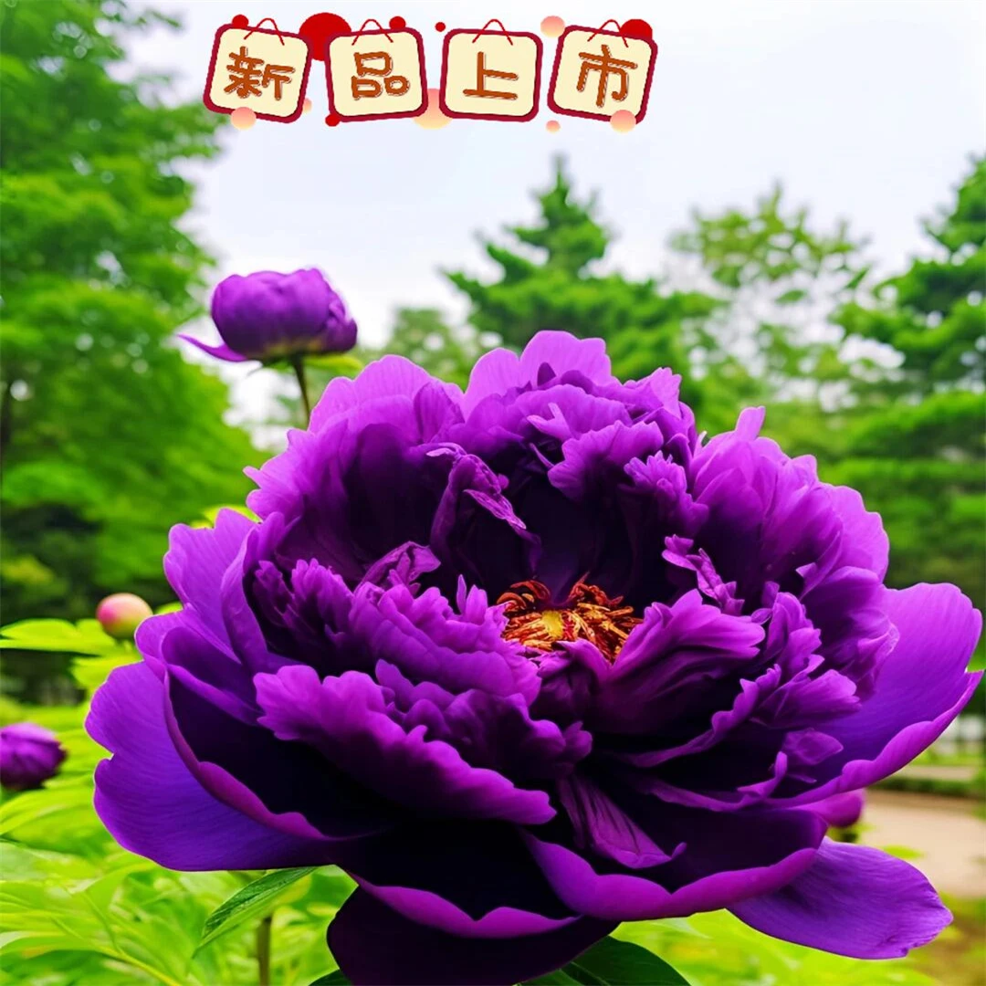 芍药根块四季开花盆栽观花植物室内外庭院花卉阳台花苗芍药花根块