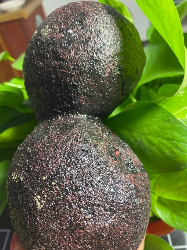 好事成双双胞胎佛心菩提果（开果后非品质问题不予退）