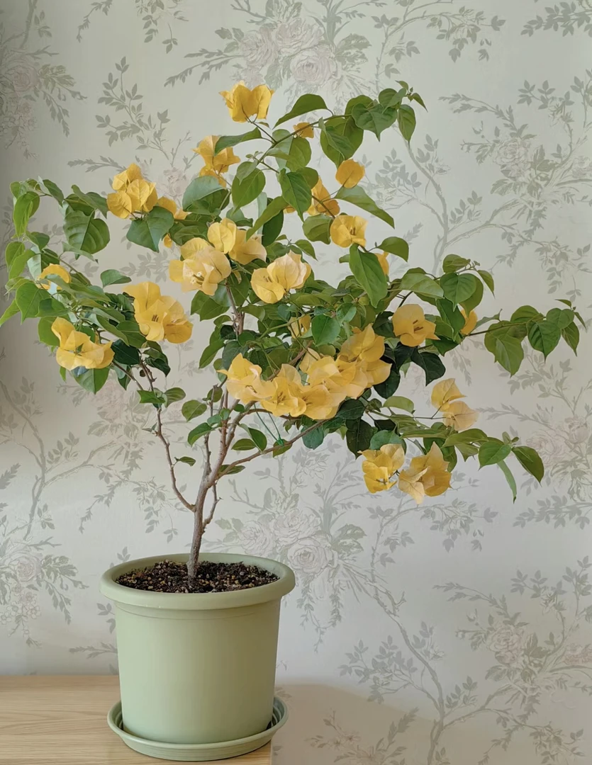 三角梅 加州黄金 一物一拍