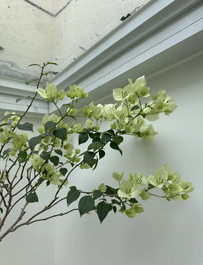 三角梅 绿叶樱花 一物一拍