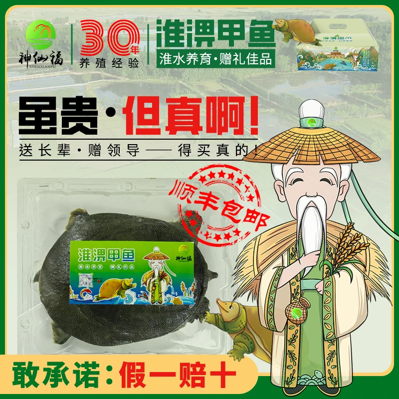 正宗野养鲜活甲鱼公外塘中华鳖顺丰包邮安徽农家生态散养水鱼团鱼