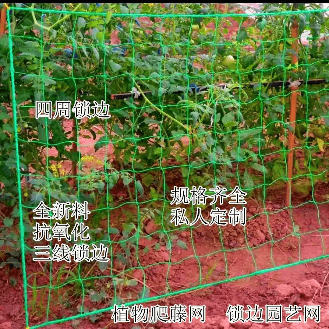 植物爬藤网黄瓜丝瓜爬藤网爬藤网瓜蒌百香果攀爬网搭架网爬藤网