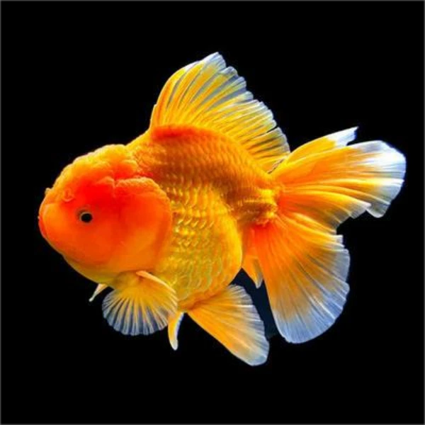 观赏鱼活体冷水鱼好养耐活金鱼苗淡水鱼宠物鱼