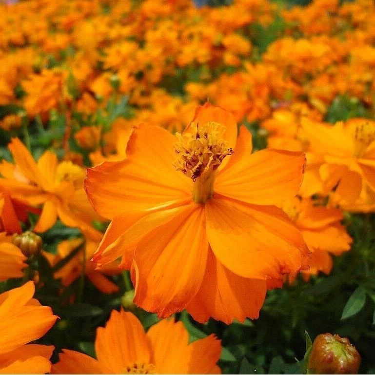 硫华菊种子菊花花籽庭院景观绿化花海花卉草花种子