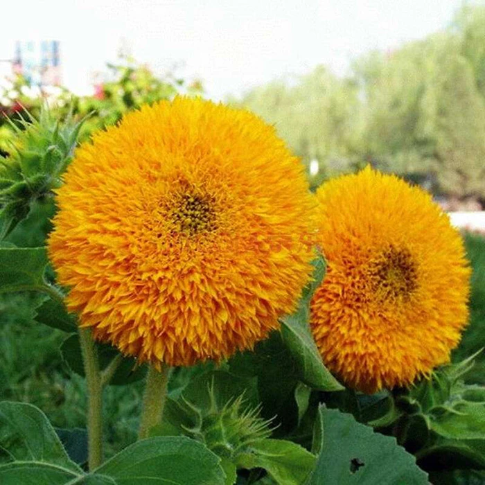玩具熊向日葵种子观赏矮向花阳台盆栽春夏秋四季播易种籽花卉