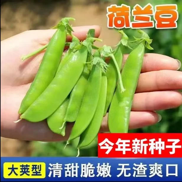 【当年新种】软荚荷兰豆种子四季播种大荚菜豆豌豆豆角蔬菜种籽