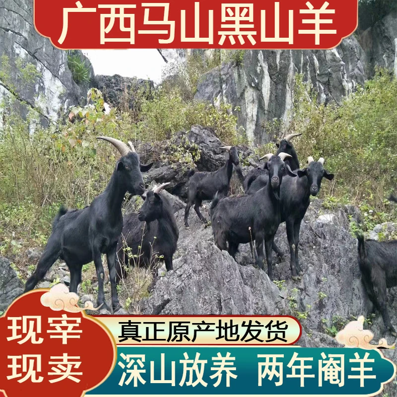 直播间羊肉改价链接三斤起拍马山黑山羊现杀新鲜羊排羊腩顺丰包邮