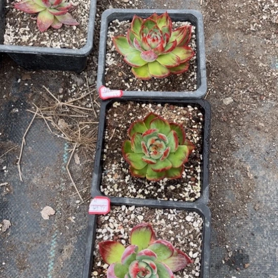 仙****ᵒ惊鸿三颗单头140盆