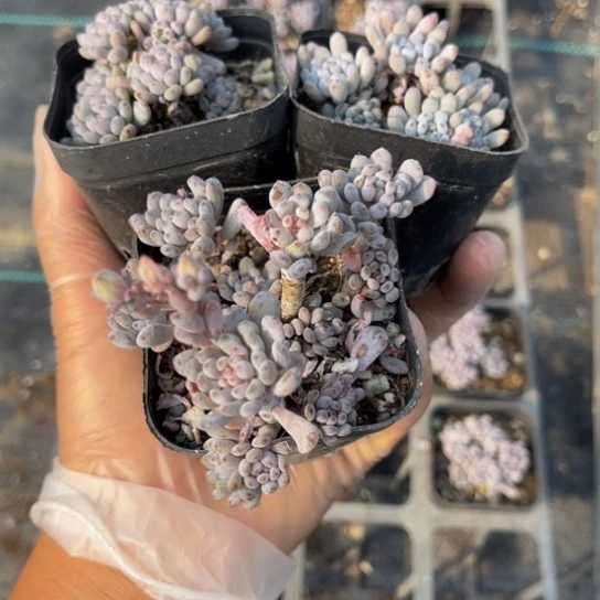 宝*蓝豆三颗6.5黑方