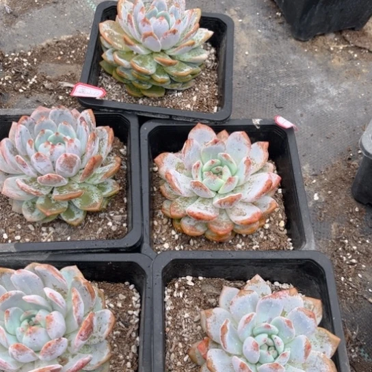 萌*姐橙梦露5颗140盆