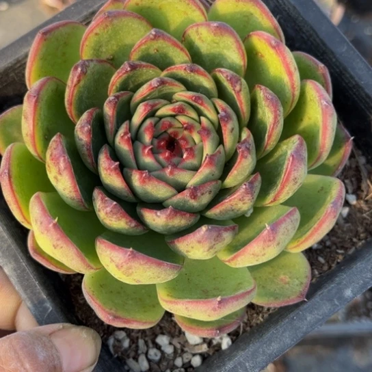 安**贝月亮石单头1颗140盆