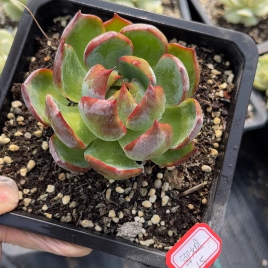 邹*惊鸿单头一颗15