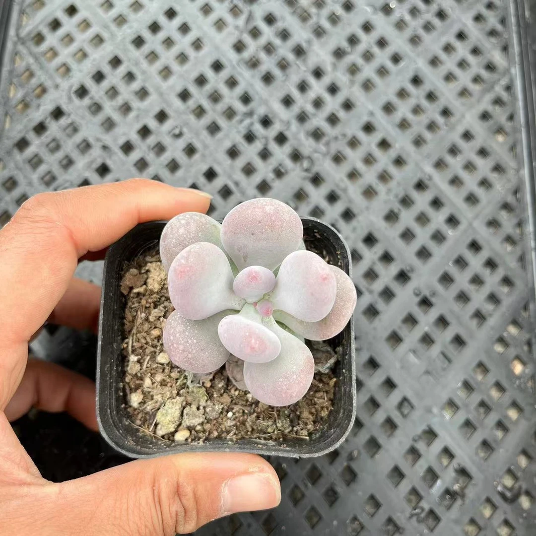 奶酪5厘米盆《加购物车满19.9自动包邮》多肉植物