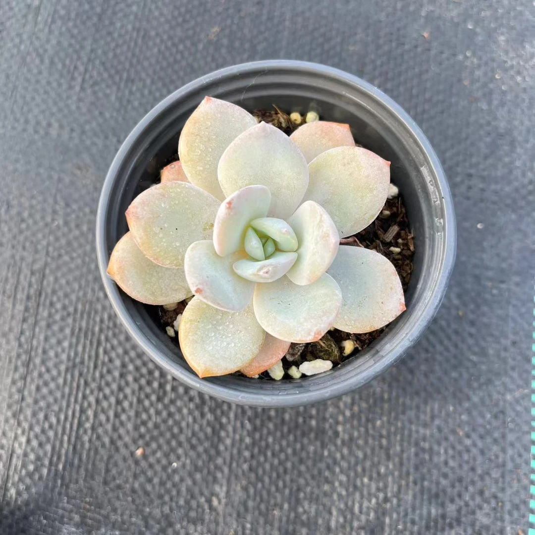 新奶茶6厘米盆《加购物车满19.9自动包邮》多肉植物