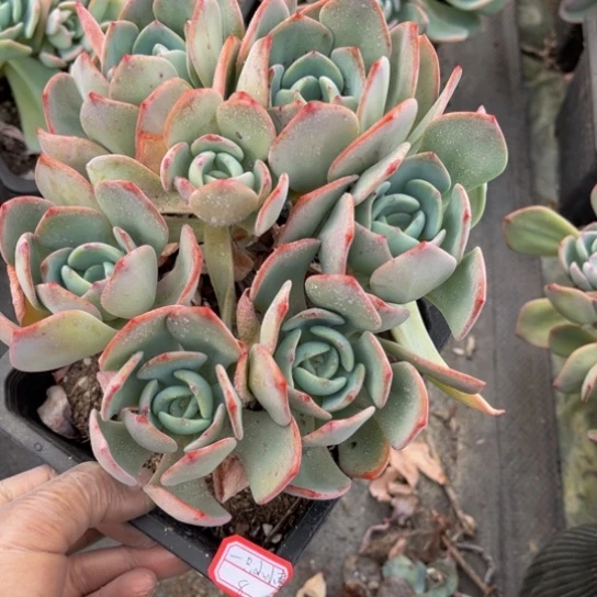 一****?白月光一颗140盆小群