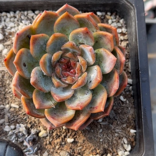 安**贝冰糖单头一颗