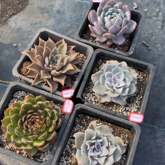 棉***花白饺子皮两橙梦露饺子皮月亮石