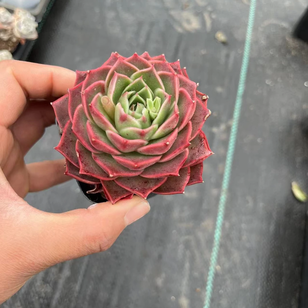 冬云虾饺SP6厘米盆《加购物车满19.9自动包邮》多肉植物
