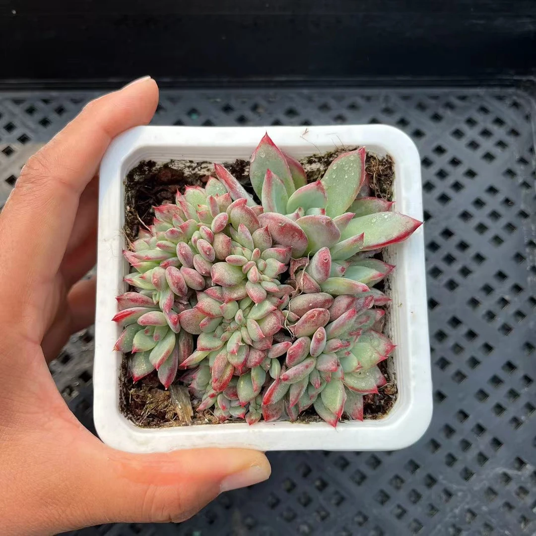 火烈鸟缀化8厘米盆《加购物车满19.9自动包邮》多肉植物
