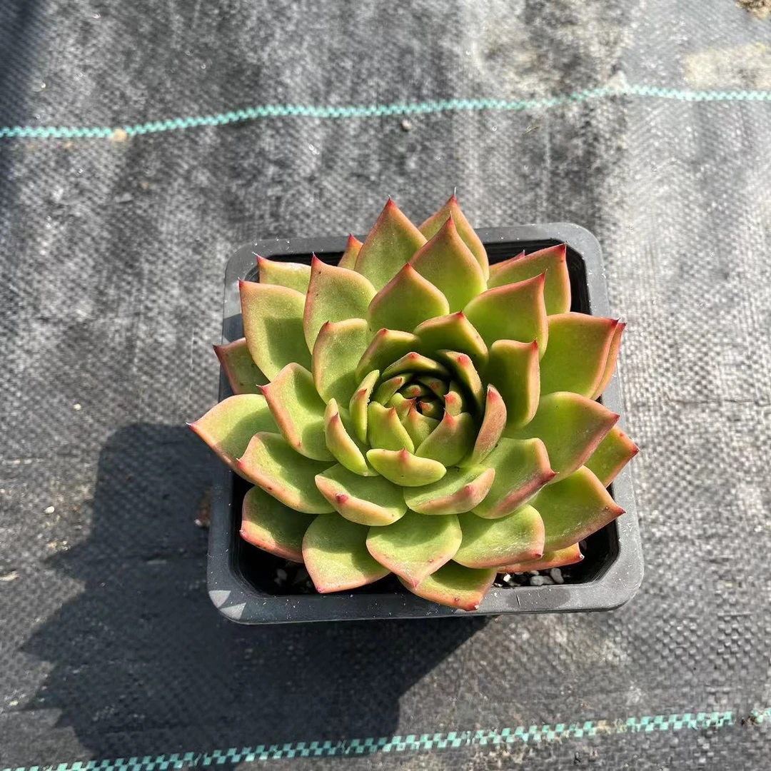 蓝龙12厘米盆《加购物车满19.9自动包邮》多肉植物