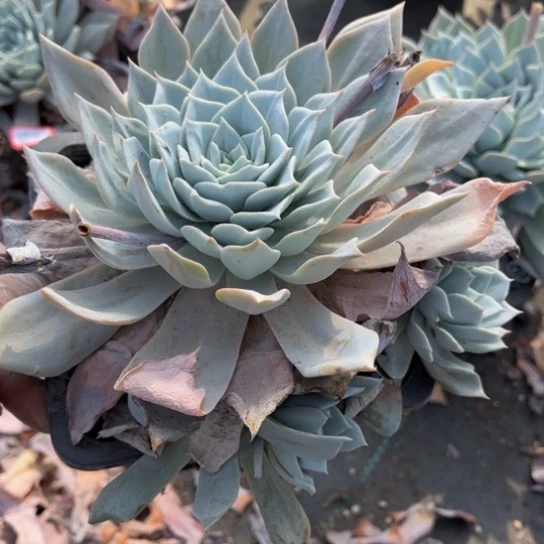 ?****…蓝鸟一颗140盆