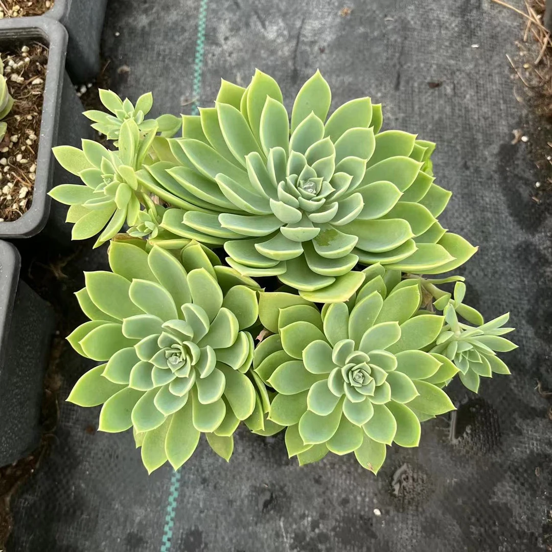 三色堇14厘米盆《满19.9发货》多肉植物