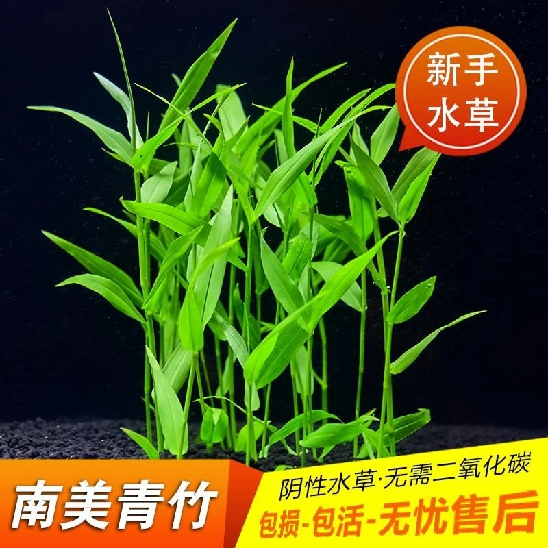 【南美青竹】鱼缸造景阴性水草懒人新手好养净化水质美观