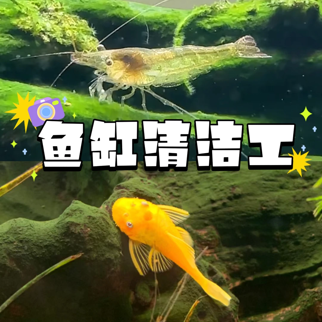 黄金胡子黑壳虾除藻工具鱼鱼缸生物清理