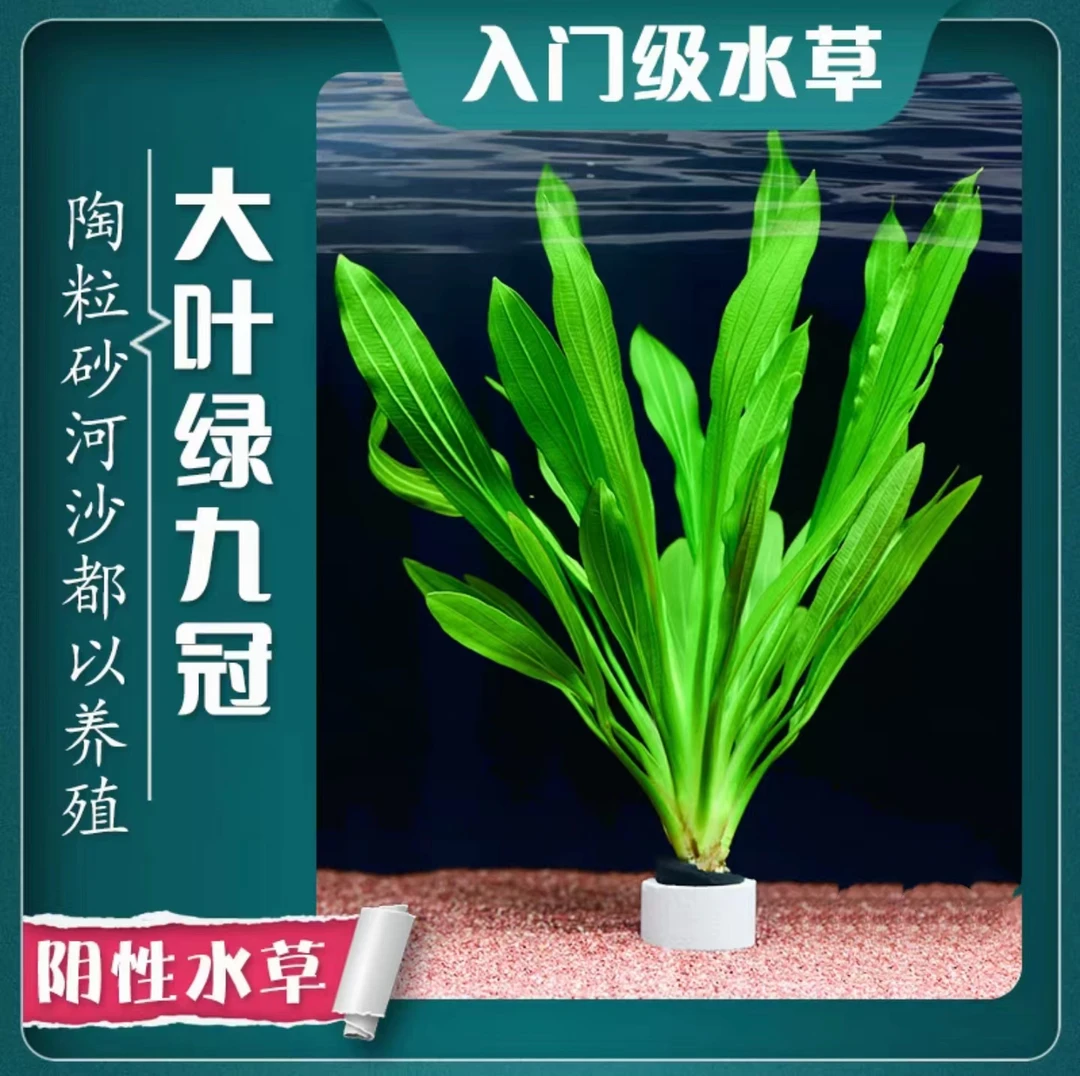【皇冠类水草】九冠铁皇冠新手好养懒人鱼缸造景装饰绿植园艺专用