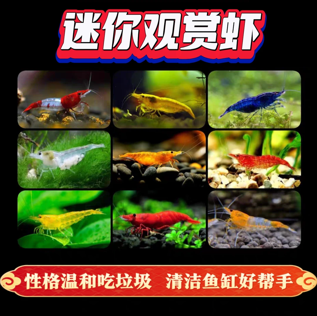 观赏虾除藻虾吃垃圾清理鱼缸水草缸古方养鱼生态专用缸