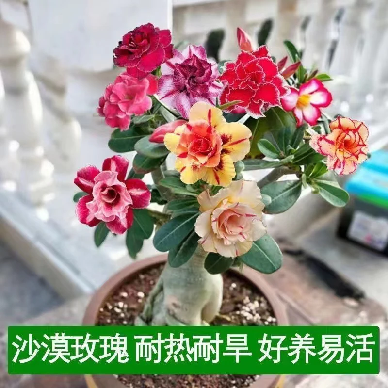 重瓣沙漠玫瑰苗耐旱好养