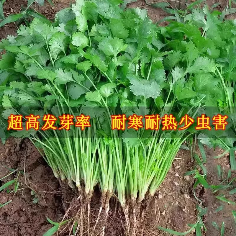 (拍2发3)种子耐热耐抽芫荾种籽荠菜春秋四季蔬荣盆栽学种菜