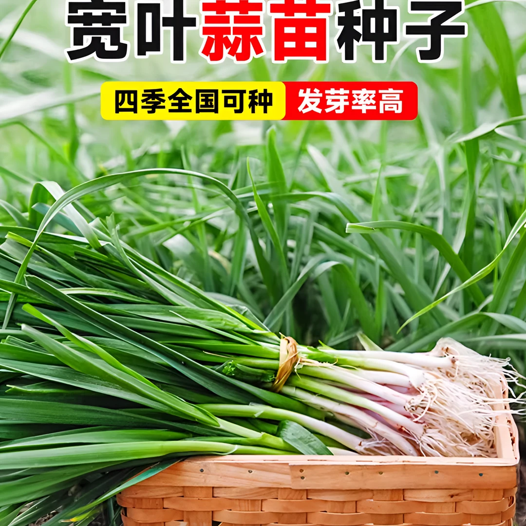 [9.88抢6包】宽叶四季蒜苗种子四季播种大蒜苗种子阳台盆栽红头蒜