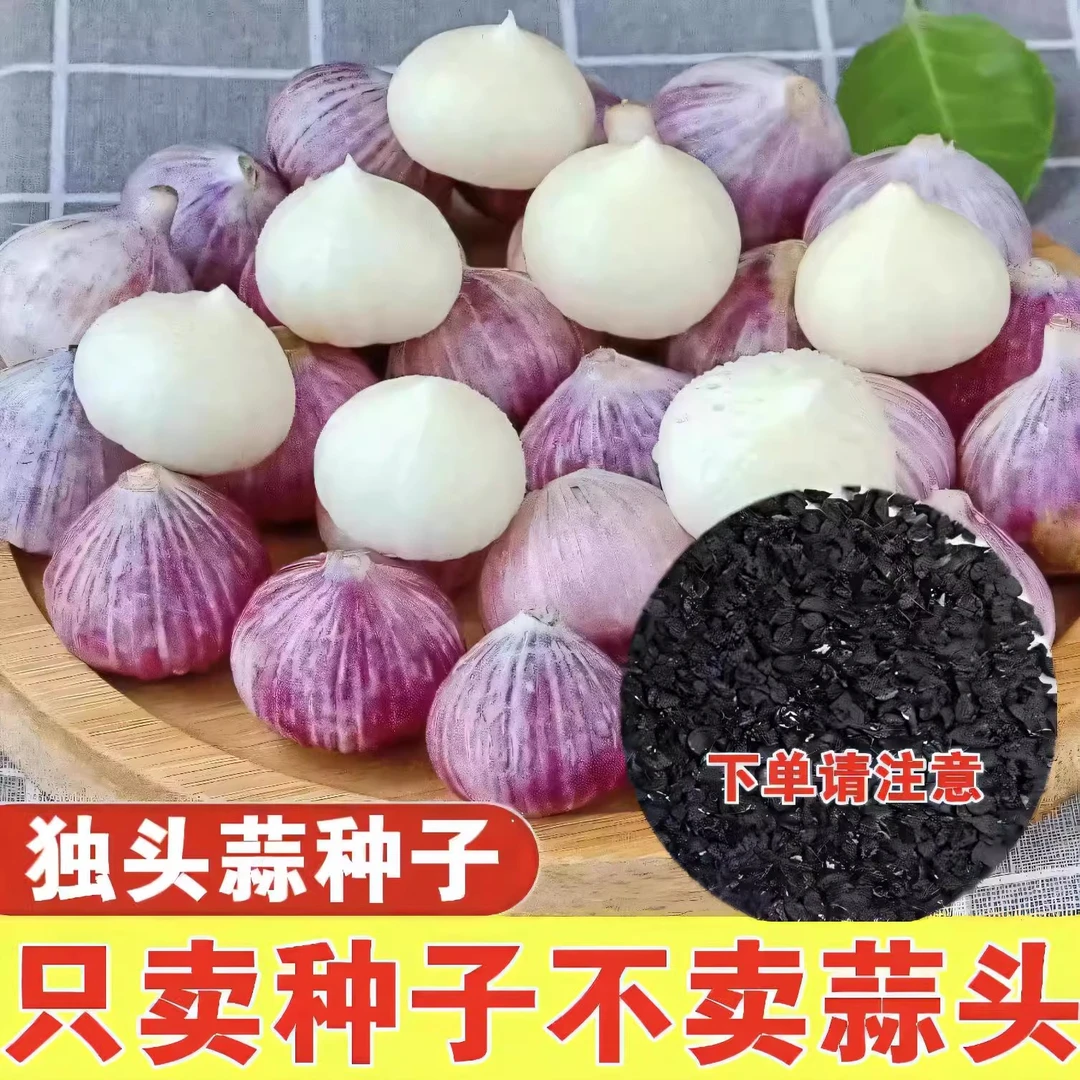 厂家直销四季紫皮大蒜圆头蒜种子阳台盘栽庭院田园农家独头蒜种子