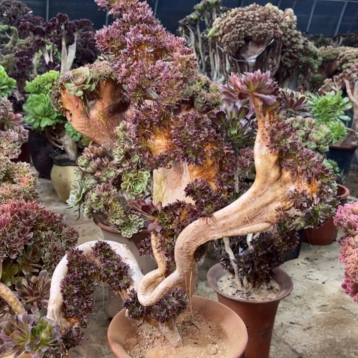 精品法师一物一拍