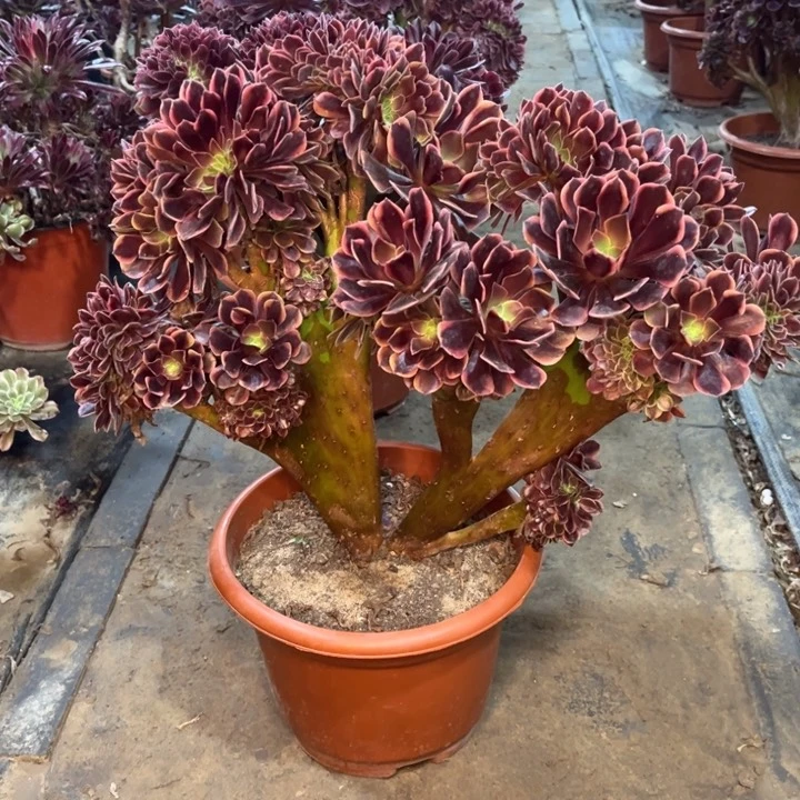 精品法师福利多多