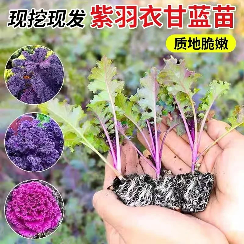 紫色羽衣甘蓝苗秧带土球四季春秋盆栽阳台蔬菜女王绿羽衣甘蓝种子