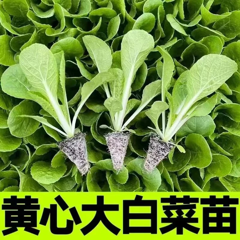 黄心大白菜苗秧苗高产大白菜苗秋冬露天大白菜苗耐寒抗冻蔬菜苗