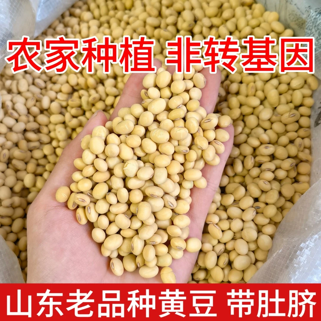 24年新黄豆 非转基因老品种土黄豆椭圆形笨黄豆做豆腐煲汤打豆浆