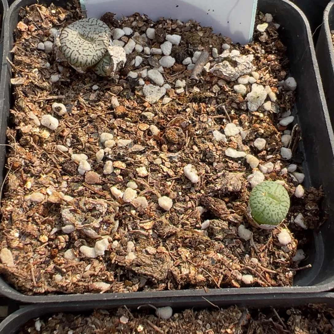 24-150墨一颗，多肉植物